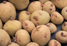 How to Chit Potatoes Chitting Potatoes