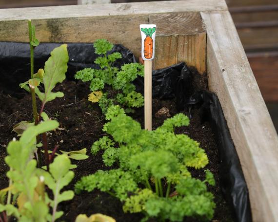 Vegetable Seedling markers
