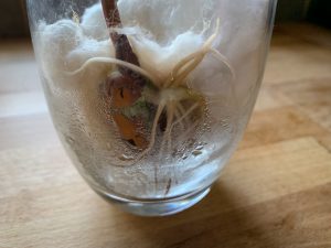 Seed in a glass showing root growth