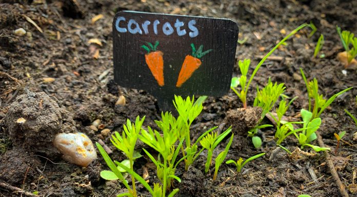 How to grow Carrots