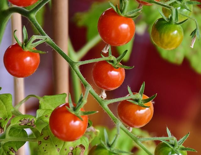 Growing tomatoes with children