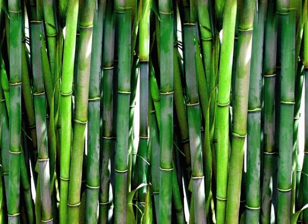 Bamboo in a sensory garden