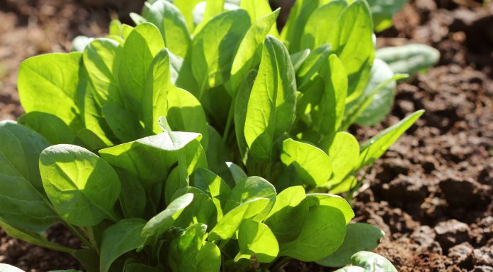 How to grow Spinach growing spinach with children