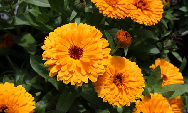 How to grow marigolds Marigold - growing with children