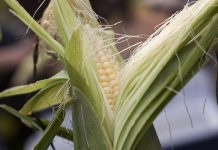 Growing Sweetcorn Growing Sweetcorn