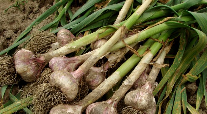 How to Grow Garlic Freshly harvested garlic