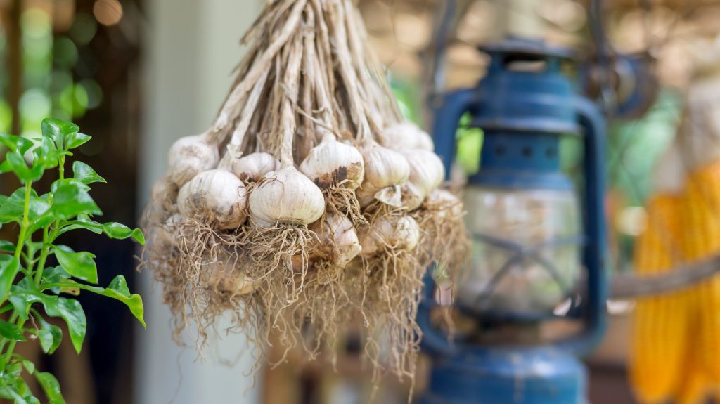 Garlic hanging drying