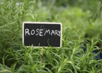 How to Grow Rosemary rosemary plants