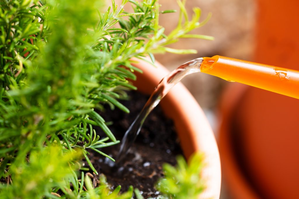 Watering rosemary with a watering can