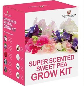 Scented Sweet Pea Seeds Growing Kit