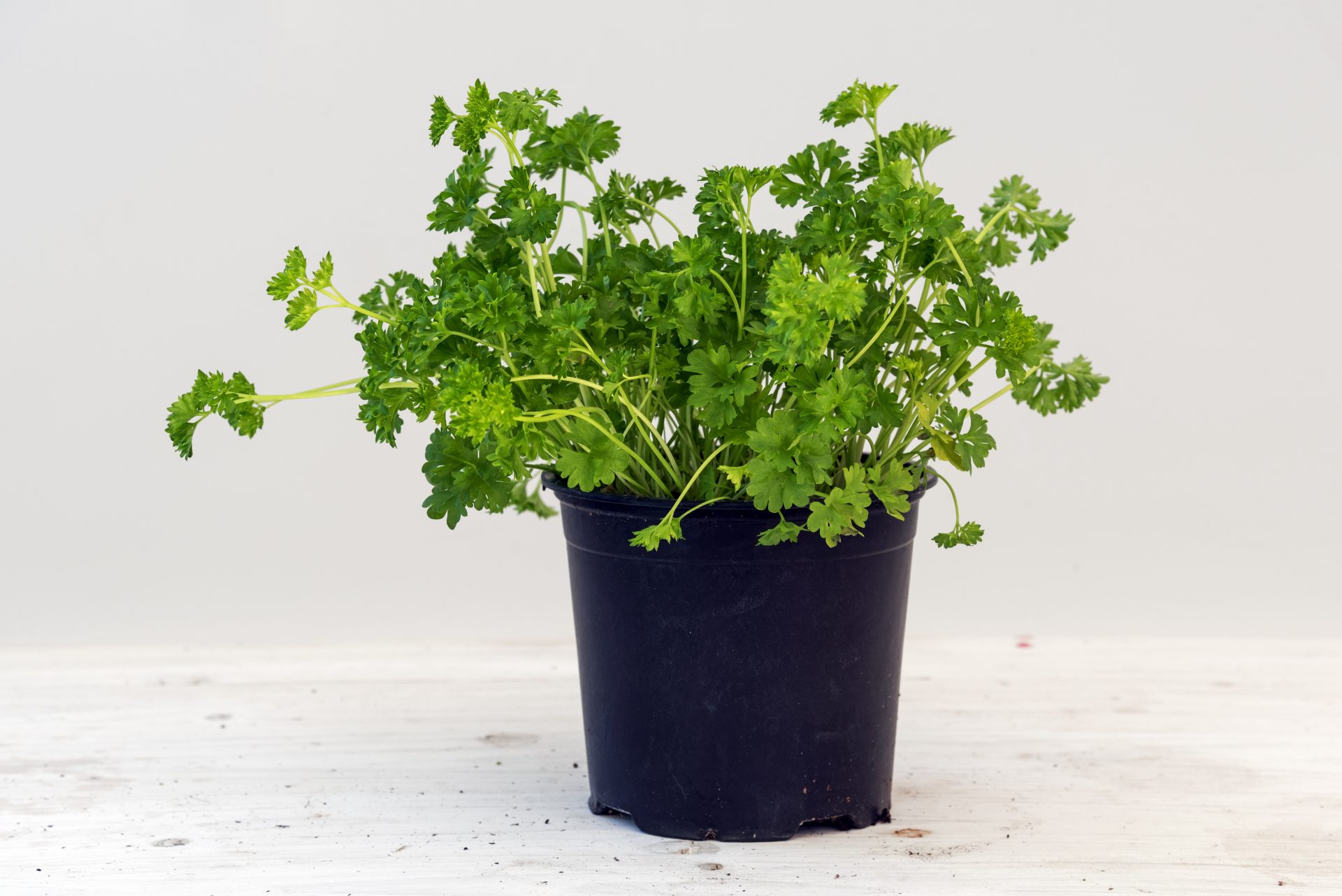 How to Grow Parsley Kids Do Gardening