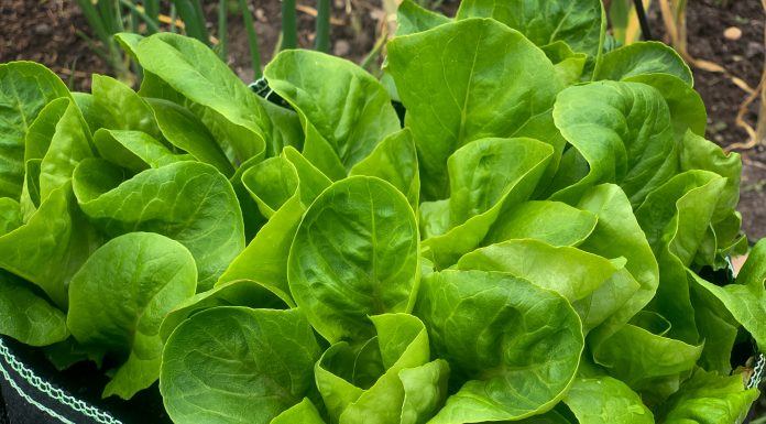 Gardening Books for Children