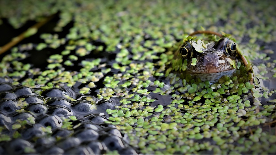 Frog in the garden